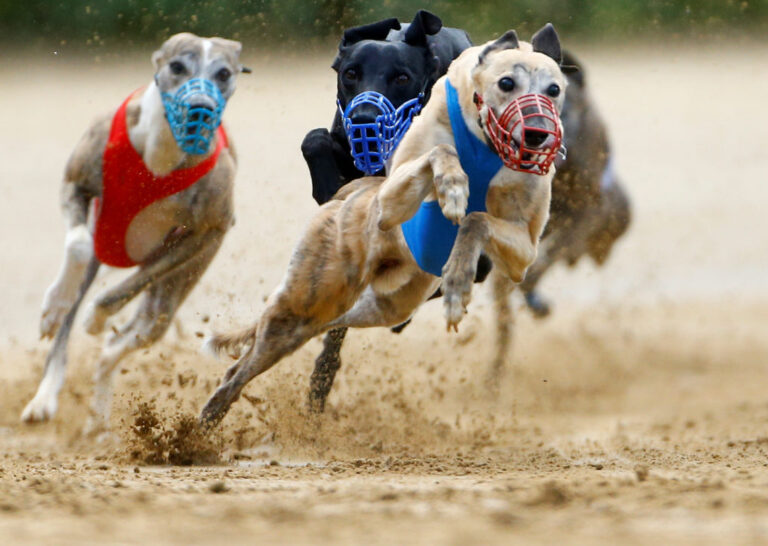 Dogs compete during an annual international dog race in Gelsenkirchen